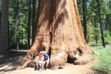 Bigfoot Sequoia