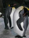 Koningspinguins in Auckland - Kelly Tarlton