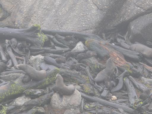 Pelsrobben met pups bij Cape Foulwind