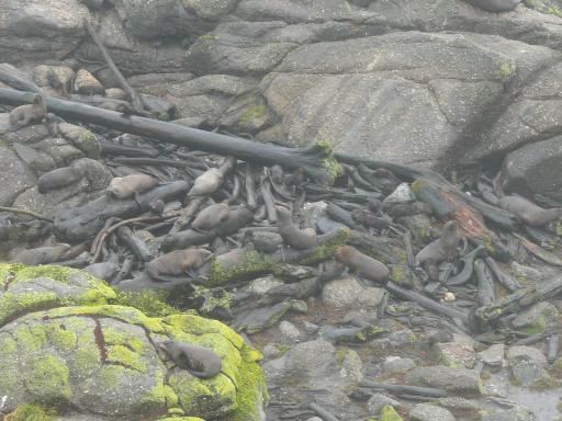 Pelsrobben bij Cape Foulwind
