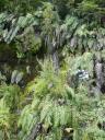 Het regenwoud in de Doubtful Sound met de NZ varen