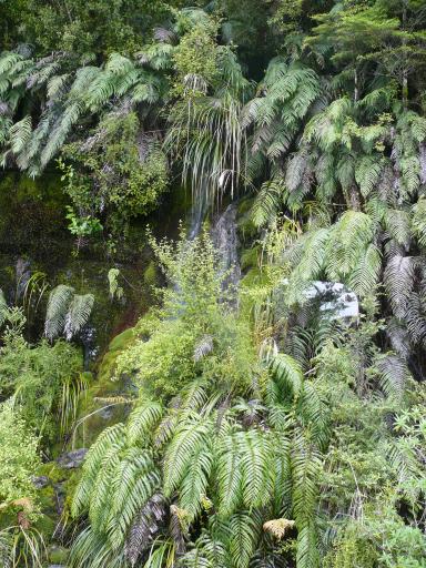 Het regenwoud in de Doubtful Sound met de NZ varen