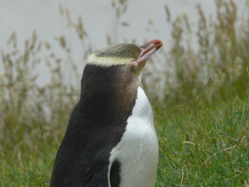 Pingu:-)