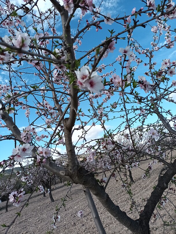 Bloesems