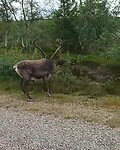 Rendieren langs de weg