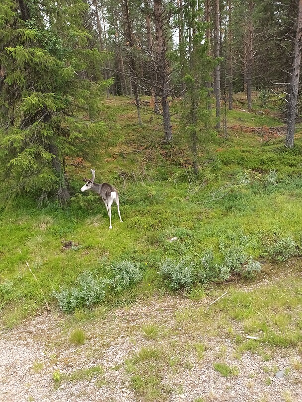 Weer door bos terug