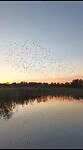 Vogels