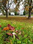 Campers tussen de kastanjes