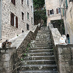 Kotor