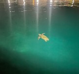 Schildpad in de haven