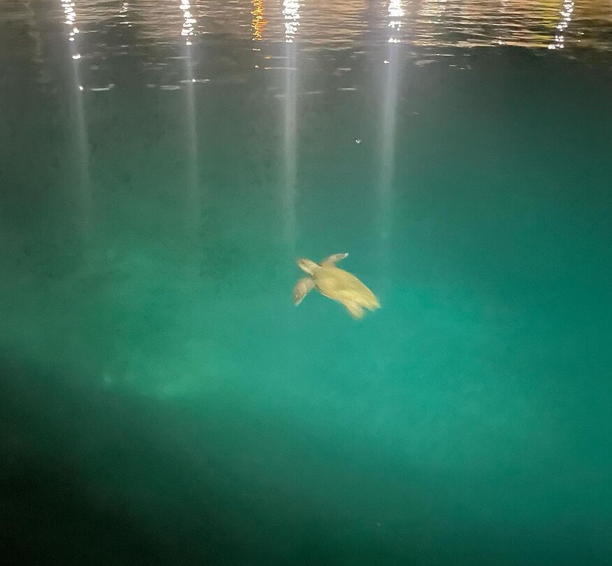 Schildpad in de haven