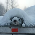 Mega veel sneeuw