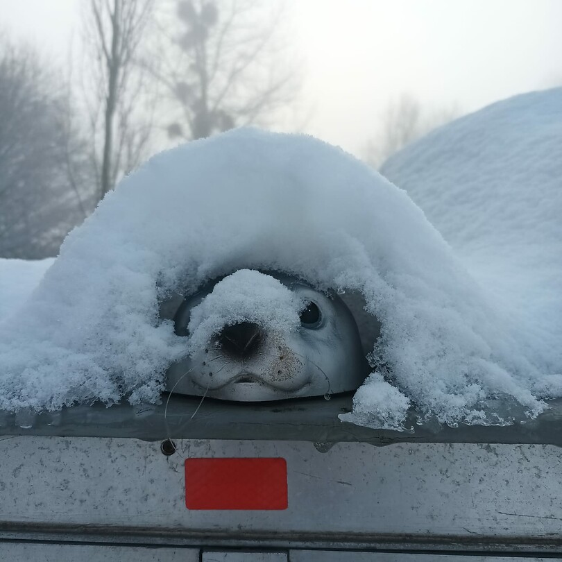 Mega veel sneeuw