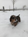Steeds meer sneeuw