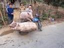 The three little piggies