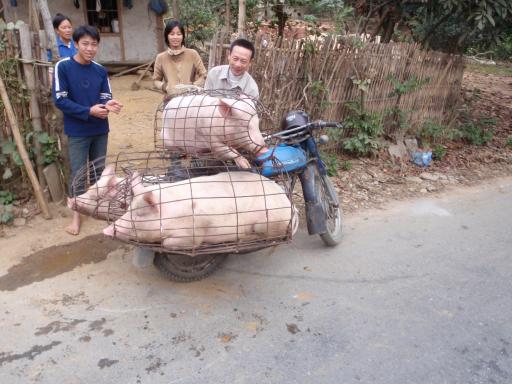 The three little piggies