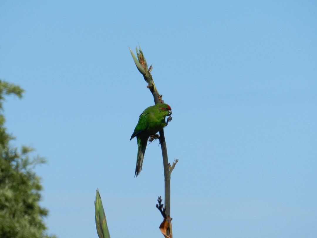 Kakariki