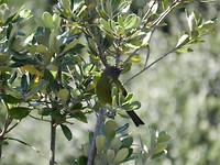 Korimako (Bellbird)