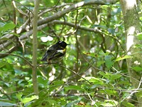 Hihi (Stitchbird)