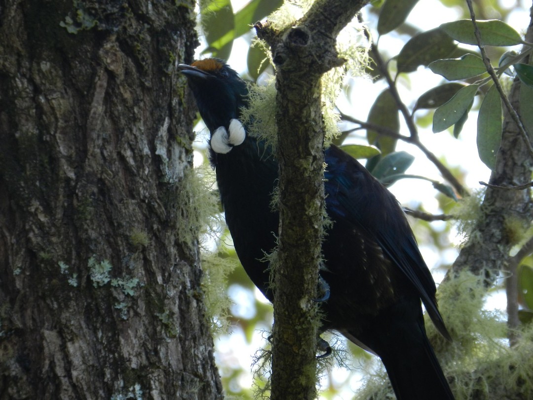 Tui