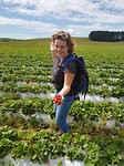 Aardbeien plukken