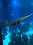 Geniet maar van het gigantische aquarium