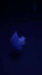 Oceanario