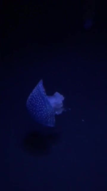 Oceanario