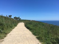 Palmbomen in Ierland