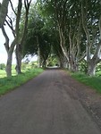 The dark hedges