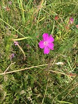 Bloemetje in Burren