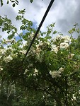 De tuin van de parfumerie