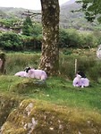 Milka schapen