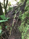 Pad langs de boom