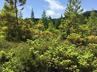 Fluorescent groen