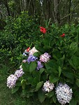 De bloemenpracht van Graciosa