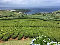 Theeplantages