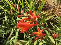 De mooie bloemen