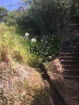 Levada