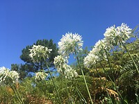Madeira,bloemeneiland