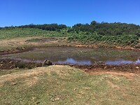 Waterpoeltje met kikkers