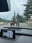 Paarden op de weg