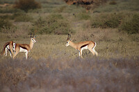 Springbokken