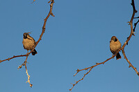 Wevervogels