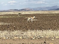 Springbok