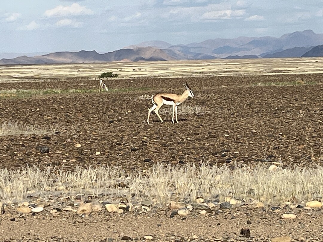 Springbok