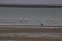 Flamingo’s