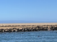 Zeehonden kolonie