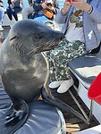 Zeehond op de boot