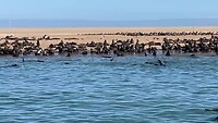 Zeehonden kolonie